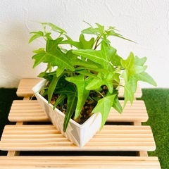 へデラ　ライトフィンガー　観葉植物　鉢植え　そのまま飾れる　無機質の土　の画像