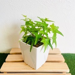 へデラ　ライトフィンガー　観葉植物　鉢植え　そのまま飾れる　無機...