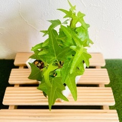 へデラ　ライトフィンガー　観葉植物　鉢植え　そのまま飾れる　無機質の土　の画像