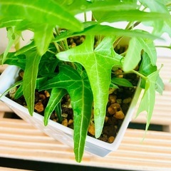 へデラ　ライトフィンガー　観葉植物　鉢植え　そのまま飾れる　無機質の土　の画像