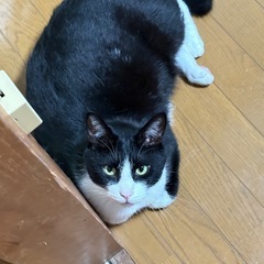 引越し先が動物がダメな物件な為、3匹の猫の里親募集します。