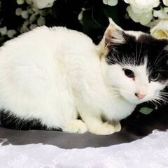 5月24日（土）💚🌟三鷹で猫の譲渡会💚🌟　白黒の女の子　生…