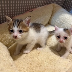 生後約1ヶ月子猫　※商談中