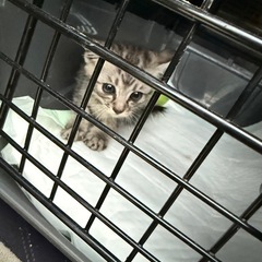 子猫🐱