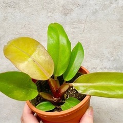 観葉植物　フィロデンドロン
