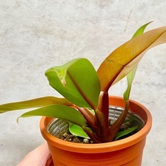 観葉植物　フィロデンドロンの画像