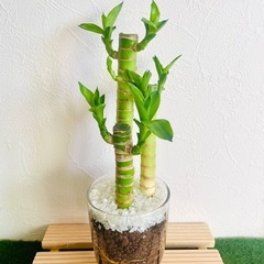キングバンブー　３本仕立て　観葉植物　ハイドロカルチャー
