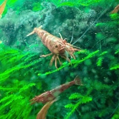 残りわずか🦐大好評🦐チェリーシュリュンプ🦐1セット20匹1500...