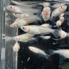 メダカ【ピュアホワイト】若魚~成魚　１０匹　ダルマ血有りの画像