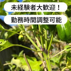 高知県安芸郡芸西村でピーマンの収穫などのお仕事！【単発/短期求人】