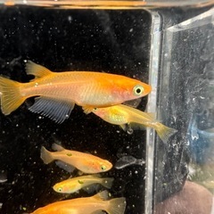 メダカ【楊貴妃系ミックス】　幼魚〜成魚　１０匹
