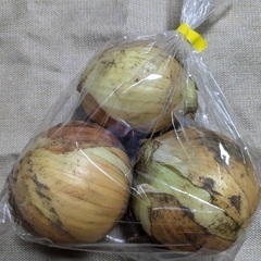 玉ねぎ（新玉）　愛知県産