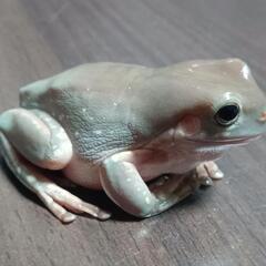 イエアメガエル スノーフレーク ブルー系 ♀？ の画像