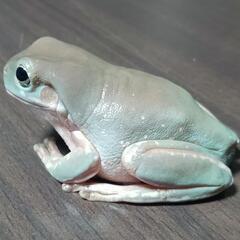 イエアメガエル スノーフレーク ブルー系 ♀？ の画像