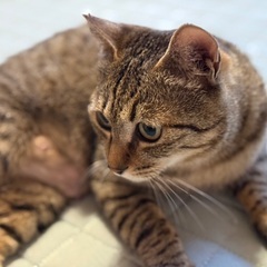 とても優しい　りんちゃん（永年預かり制度の対象猫） − 兵庫県
