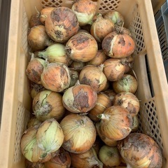 無農薬早生玉ねぎ・ソニック（1kg140円）