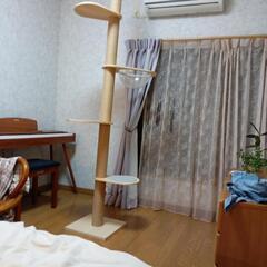 猫タワーの画像