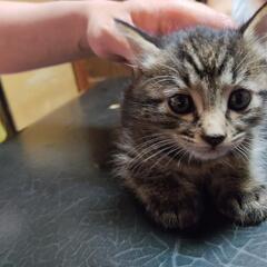 子猫里親募集してます！🐱