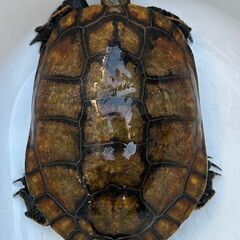 ニホンイシガメと二ホンヒキガエル飼育、繁殖、販売