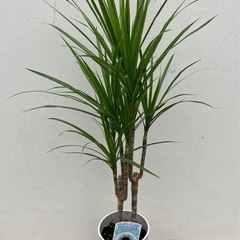 観葉植物　ドラセナ　コンシンネ
