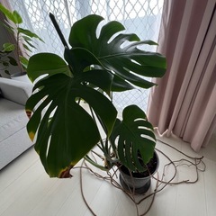モンステラ100センチ