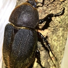 （メス単）ヘラクレス・ヘラクレス②