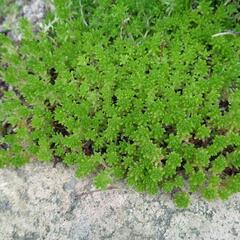 増える植物雑草対策に