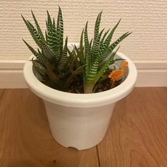 ハオルチア 十二の巻　(目印:オレンジフラミンゴ)