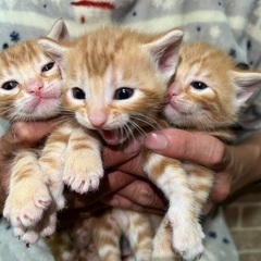 アメショ×ベンガル子猫里親募集(予約)