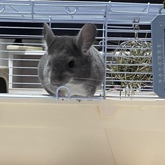 チンチラの里親探してます