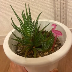 ハオルチア　十二の巻(目印:ピンクフラミンゴ)の画像