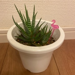 ハオルチア　十二の巻(目印:ピンクフラミンゴ)