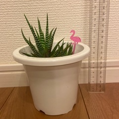 ハオルチア　十二の巻(目印:ピンクフラミンゴ)の画像
