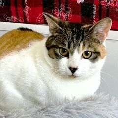 きれいな三毛猫【ララ♀】
