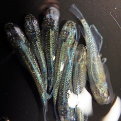 ❗️めだか❗️緑光黒百ラメ❗️1匹300円❗️の画像