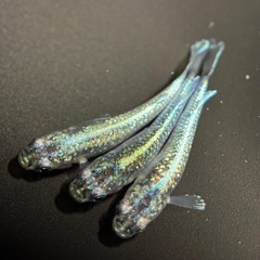 ❗️めだか❗️緑光黒百ラメ❗️1匹300円❗️