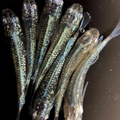 ❗️めだか❗️緑光黒百ラメ❗️1匹300円❗️の画像