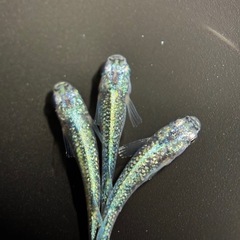 ❗️めだか❗️緑光黒百ラメ❗️1匹300円❗️の画像