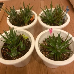 ハオルチア　十二の巻(目印:ピンクフラミンゴ)の画像