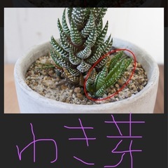 ハオルチア　十二の巻(目印:ピンクフラミンゴ)の画像