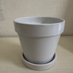 Botany 鉢植え