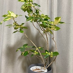 斑入りが美しい！観葉植物