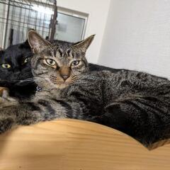 至急引き取り希望です。