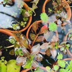 水草　素焼き鉢寄せ植え　1個