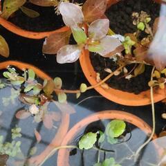 水草　素焼き鉢寄せ植え　1個の画像