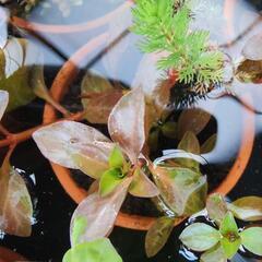 水草　素焼き鉢寄せ植え　1個の画像