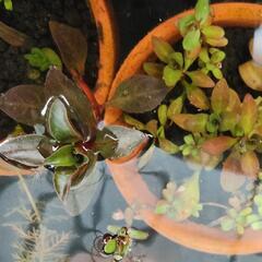 水草　素焼き鉢寄せ植え　1個の画像