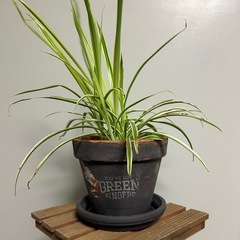 観葉植物におすすめ　植木鉢＋受け皿セット