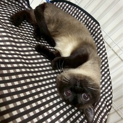 なでなでゴロゴロおしゃれシャム