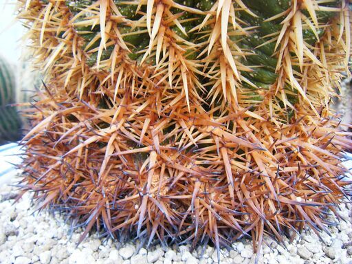 サボテン} 王金鯱モンスト